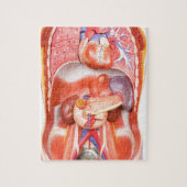 Menselijk schildkliermodel met organen legpuzzel (Verticaal)