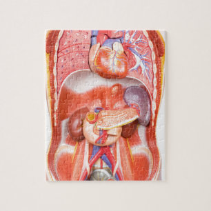 Menselijk schildkliermodel met organen legpuzzel