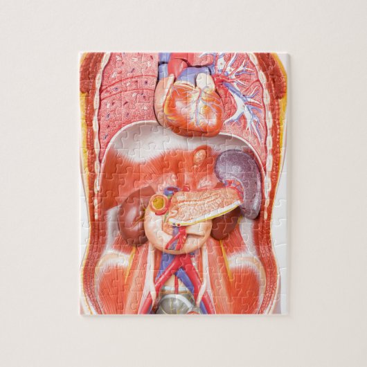 Menselijk schildkliermodel met organen legpuzzel (Verticaal)