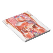 Menselijk schildkliermodel met organen notitieblok (Schuin)