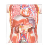 Menselijk schildkliermodel met organen notitieblok (Voorkant)