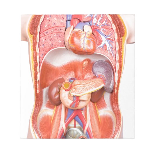 Menselijk schildkliermodel met organen notitieblok (Voorkant)