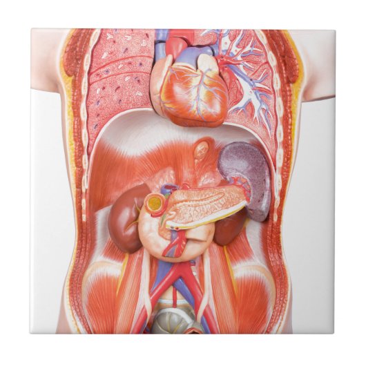 Menselijk schildkliermodel met organen tegeltje (Voorkant)