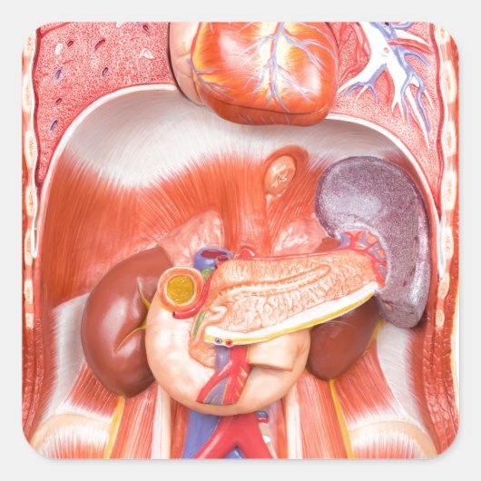 Menselijk schildkliermodel met organen vierkante sticker (Voorkant)