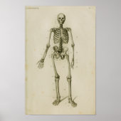 Menselijk skelet Anterior  Anatomie Afdrukken Poster (Voorkant)