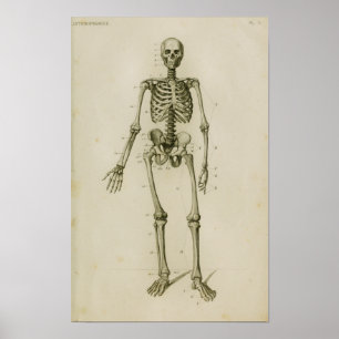Menselijk skelet Anterior  Anatomie Afdrukken Poster