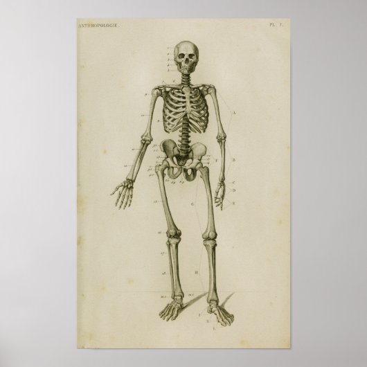 Menselijk skelet Anterior  Anatomie Afdrukken Poster (Voorkant)