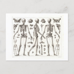 Menselijk skelet  Briefkaart