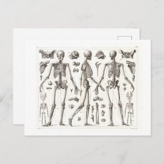 Menselijk skelet Briefkaart (Voorkant / Achterkant)