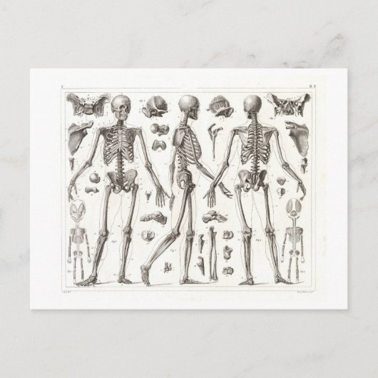 Menselijk skelet  Briefkaart (Voorkant)