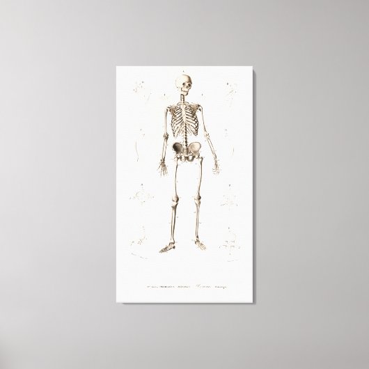 Menselijk skelet canvas afdruk (Voorkant)