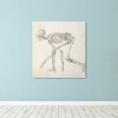 Menselijk skelet: Lateraal uitzicht in Crouching P Canvas Afdruk (Insitu (Houten vloer))