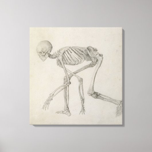Menselijk skelet: Lateraal uitzicht in Crouching P Canvas Afdruk (Voorkant)