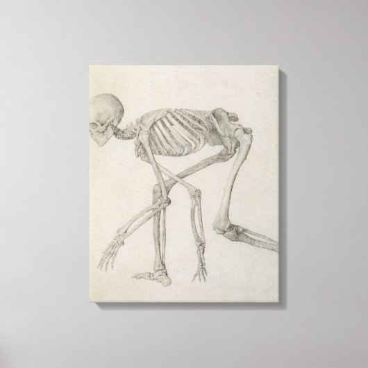 Menselijk skelet: Lateraal uitzicht in Crouching P Canvas Afdruk (Voorkant)