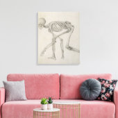 Menselijk skelet: Lateraal uitzicht in Crouching P Canvas Afdruk (Insitu (Woonkamer))