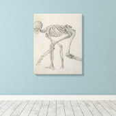 Menselijk skelet: Lateraal uitzicht in Crouching P Canvas Afdruk (Insitu (Houten vloer))