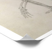 Menselijk skelet: Lateraal uitzicht in Crouching P Poster (Hoek)