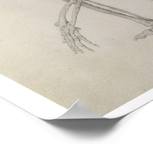 Menselijk skelet: Lateraal uitzicht in Crouching P Poster (Hoek)