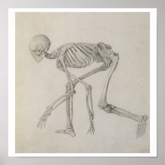 Menselijk skelet: Lateraal uitzicht in Crouching P Poster (Voorkant)