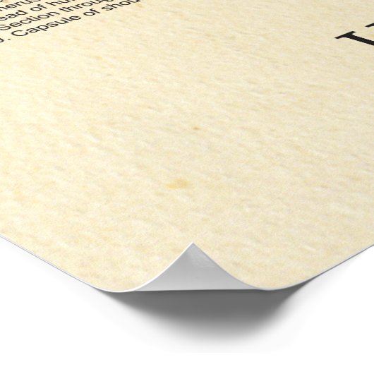 Menselijk Skeleton Anatomie Botten Grafiek Manneli Poster (Hoek)