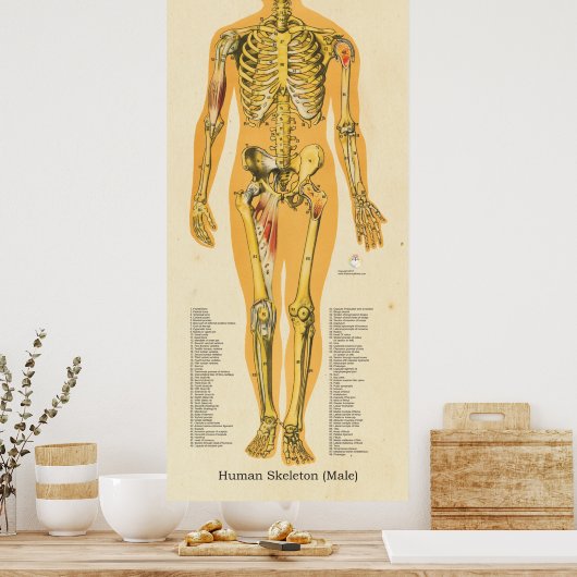 Menselijk Skeleton Anatomie Botten Grafiek Manneli Poster (Keuken)