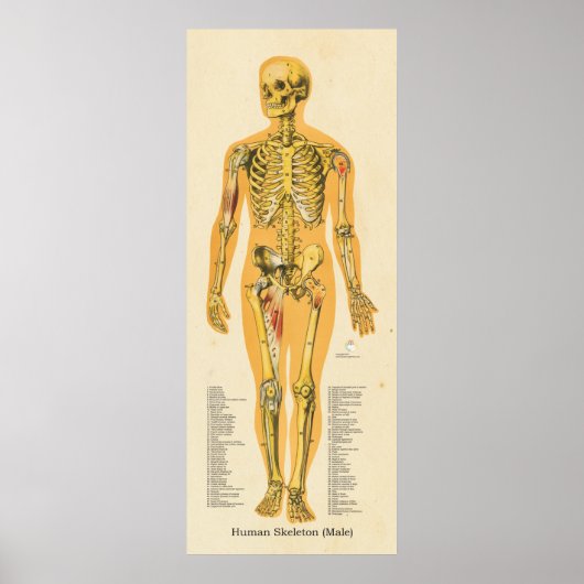 Menselijk Skeleton Anatomie Botten Grafiek Manneli Poster (Voorkant)