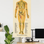 Menselijk Skeleton Anatomie Botten Grafiek Manneli Poster (Thuiskantoor)