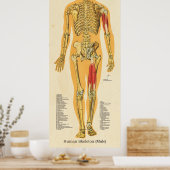 Menselijk Skeleton Anatomie Botten Grafiek Manneli Poster (Keuken)