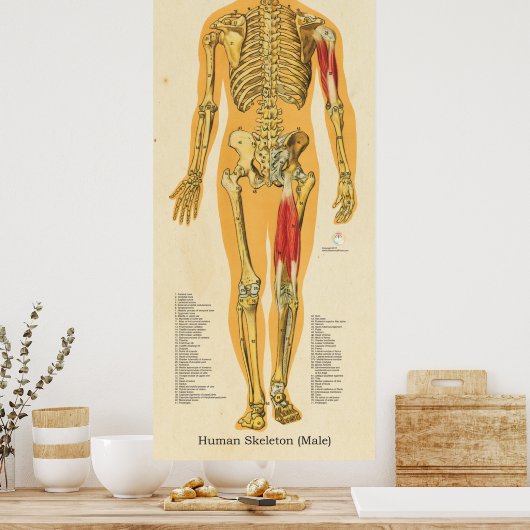 Menselijk Skeleton Anatomie Botten Grafiek Manneli Poster (Keuken)