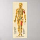 Menselijk Skeleton Anatomie Botten Grafiek Manneli Poster (Voorkant)