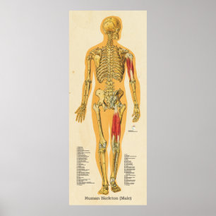 Menselijk Skeleton Anatomie Botten Grafiek Manneli Poster