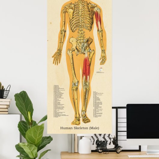 Menselijk Skeleton Anatomie Botten Grafiek Manneli Poster (Thuiskantoor)