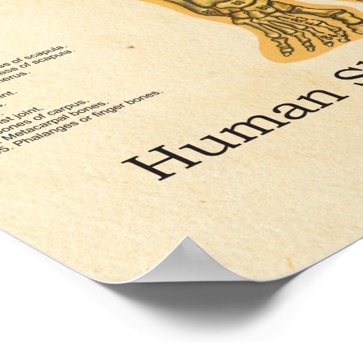 Menselijk Skeleton Anatomie Botten Grafiek Vrouw Poster (Hoek)