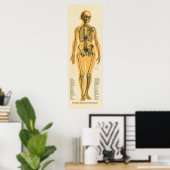 Menselijk Skeleton Anatomie Botten Grafiek Vrouw Poster (Thuiskantoor)