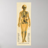Menselijk Skeleton Anatomie Botten Grafiek Vrouw Poster (Voorkant)