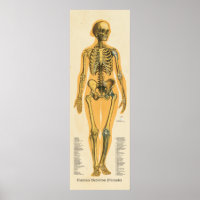 Menselijk Skeleton Anatomie Botten Grafiek Vrouw