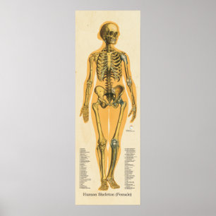 Menselijk Skeleton Anatomie Botten Grafiek Vrouw Poster