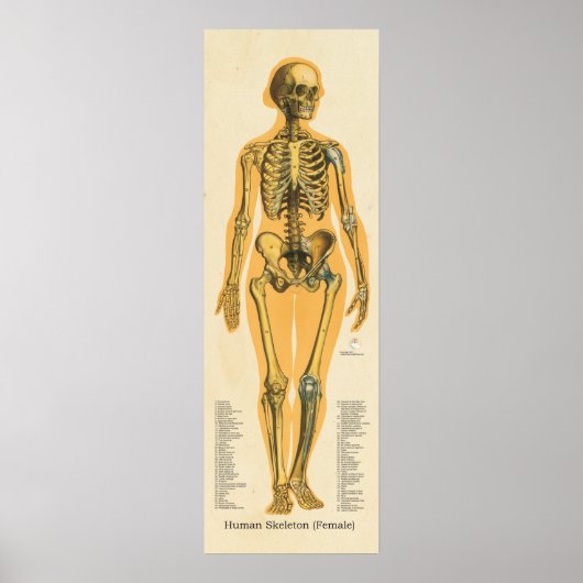 Menselijk Skeleton Anatomie Botten Grafiek Vrouw Poster (Voorkant)