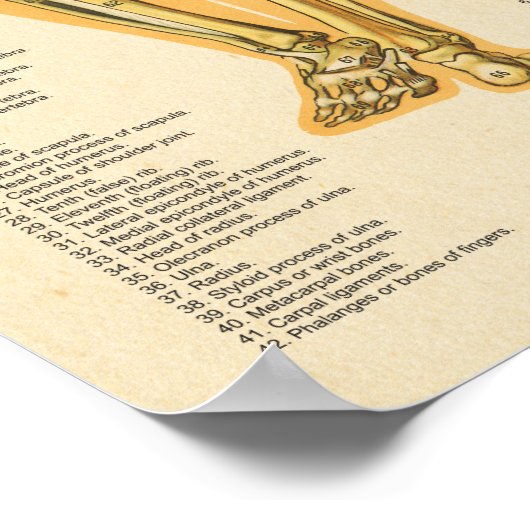 Menselijk Skeleton Anatomie Botten Grafiek Vrouw Poster (Hoek)