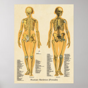 Menselijk Skeleton Anatomie Botten Grafiek Vrouw Poster