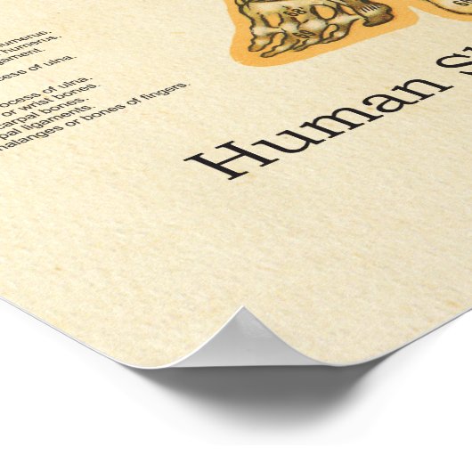 Menselijk Skeleton Anatomie Botten Grafiek Vrouw Poster (Hoek)