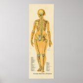 Menselijk Skeleton Anatomie Botten Grafiek Vrouw Poster (Voorkant)