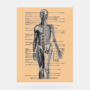 "Menselijk skeletondiagram" Acryl Bord