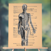 "Menselijk skeletondiagram" Acryl Bord (Neutraal)