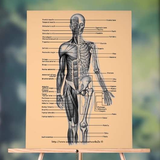 "Menselijk skeletondiagram" Acryl Bord (Neutraal)