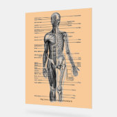 "Menselijk skeletondiagram" Acryl Bord (Hoek)