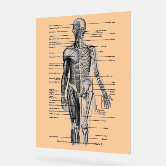 "Menselijk skeletondiagram" Acryl Bord (Hoek)