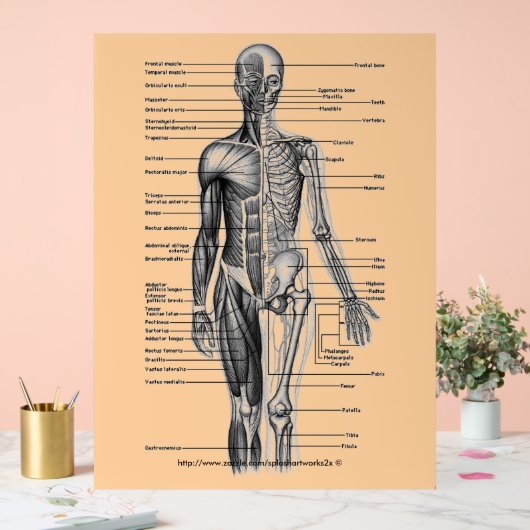 "Menselijk skeletondiagram" Acryl Bord (Huwelijk)