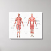 Menselijk spierstelsel gelabeld canvas (Voorkant)