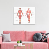 Menselijk spierstelsel gelabeld canvas (Insitu (Woonkamer))